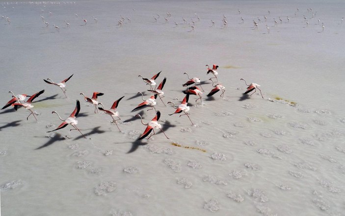 Tuz Gölü'ne borularla su taşındı, flamingolar canlandı