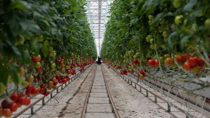 Sera-Bir Başkanı: Bu kış domates 50 TL olacak