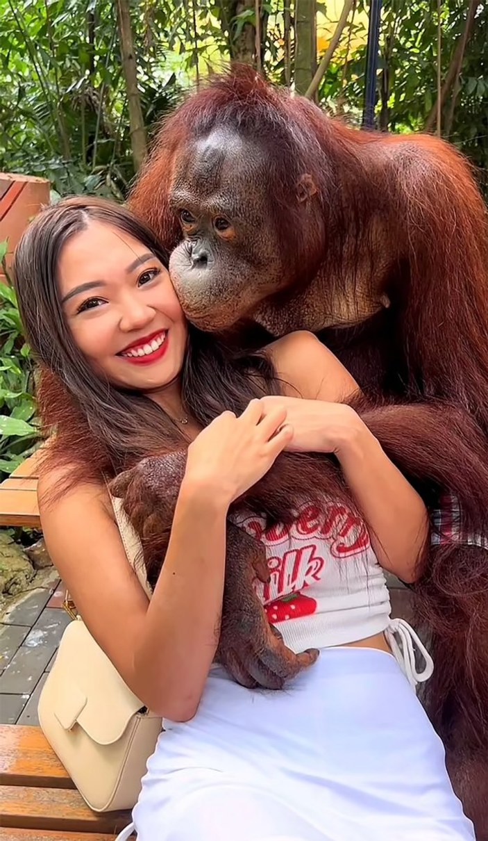 Tayland'da orangutan, kadın turisti taciz etti