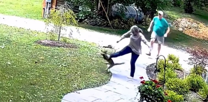 ABD'de kuduz tilkinin kadına saldırma anları kamerada
