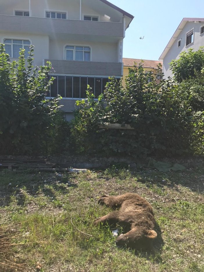 Zonguldak'ta kamyonetin çarptığı ayı öldü