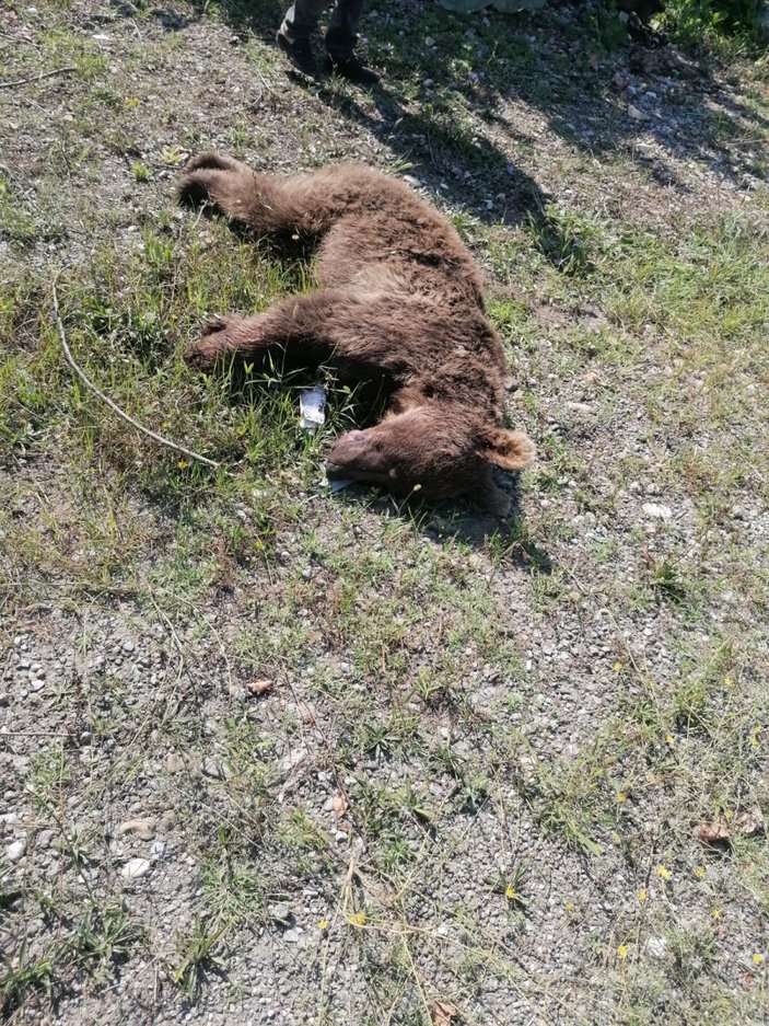 Zonguldak'ta kamyonetin çarptığı ayı öldü