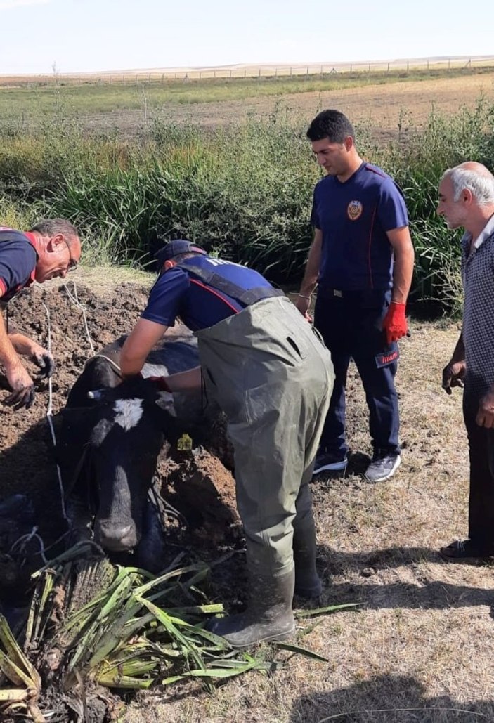 Konya'da derede mahsur kalan ineği itfaiye kurtardı