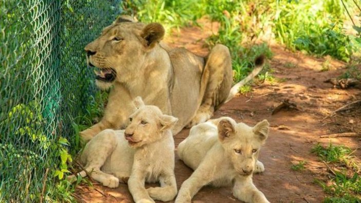 Gana'da, hayvanat bahçesine tırmanan adamı aslan parçaladı