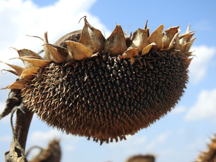 Vali Kırbıyık, biçerdövere binerek ayçiçeği hasadı yaptı