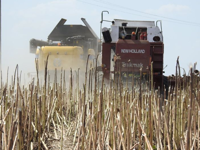 Vali Kırbıyık, biçerdövere binerek ayçiçeği hasadı yaptı