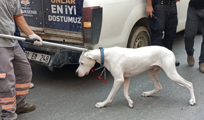 Denizli'de köpek, görevi başındaki polisi ısırdı