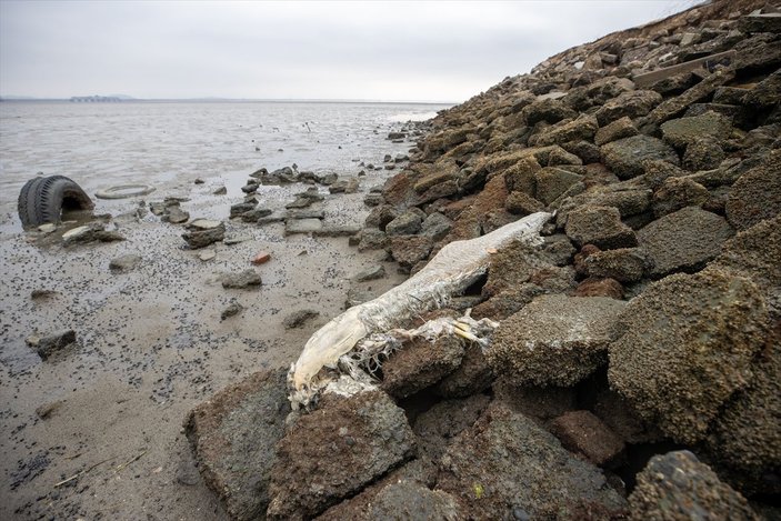 Kaliforniya sahillerine binlerce ölü balık vurdu