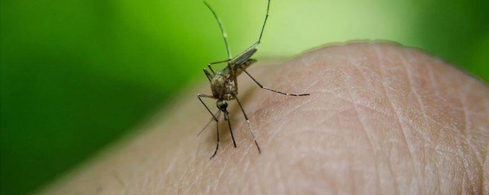 Yunanistan'da Batı Nil Virüsü kaynaklı 11 ölüm