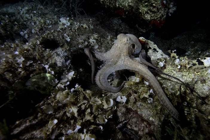 Karaburun'un derindeki güzellikleri gece dalışlarıyla keşfediliyor