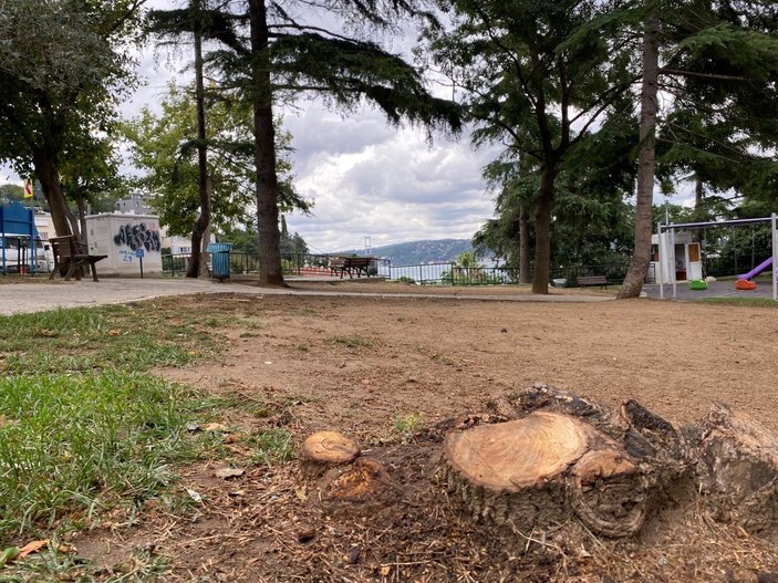 Beşiktaş Belediyesi Ayazma Parkı’ndaki 3 ağacı kesti