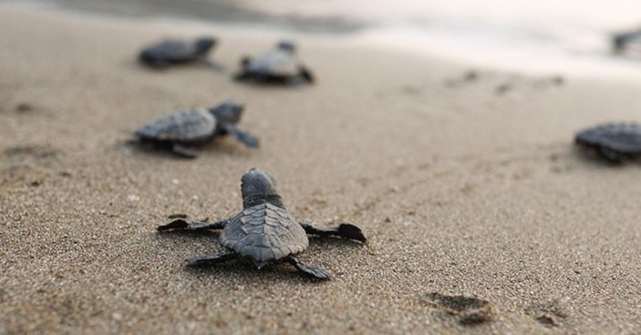 Muğla'da 40 bin yavru caretta caretta denize doğru yola çıktı