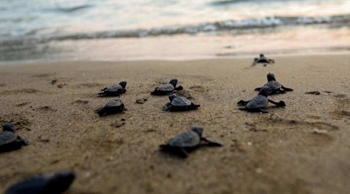 Muğla'da 40 bin yavru caretta caretta denize doğru yola çıktı