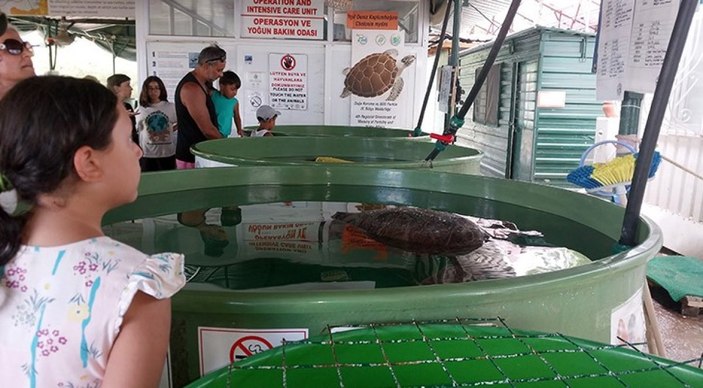 Muğla'da 40 bin yavru caretta caretta denize doğru yola çıktı