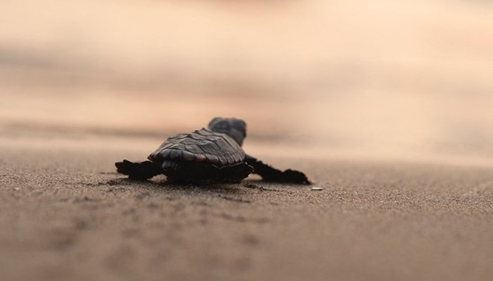 Muğla'da 40 bin yavru caretta caretta denize doğru yola çıktı