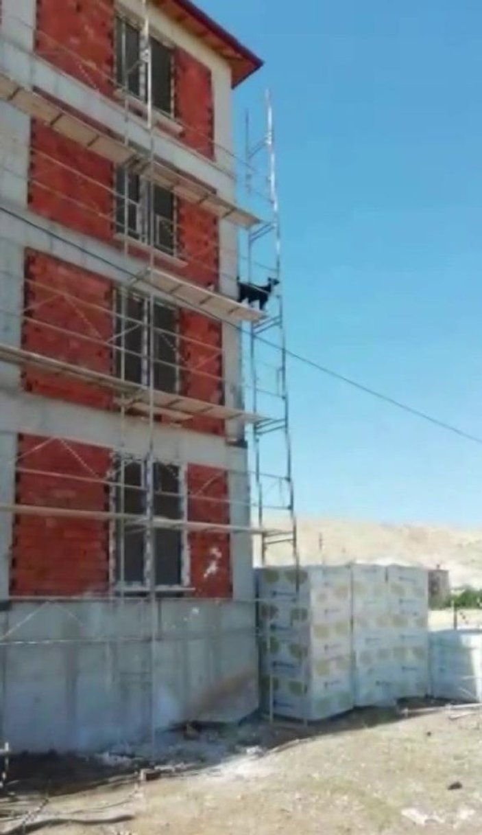 Sivas'ta inşaata çıkan keçi kamerada