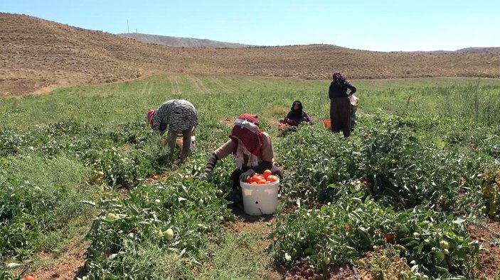 Kırıkkale'de işçi bulamayan üreticiler: İyi ki mülteciler var
