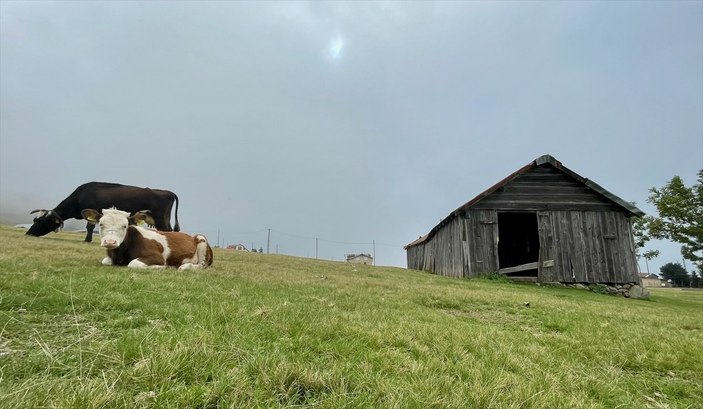 Karadeniz yaylaları sisle kaplandı