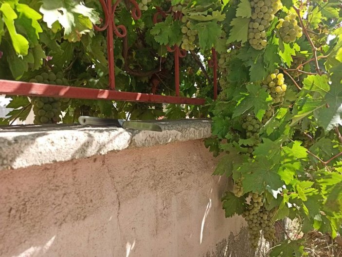 Kahramanmaraş'ta bahçe sahibi üzüm almak isteyenlere not bıraktı