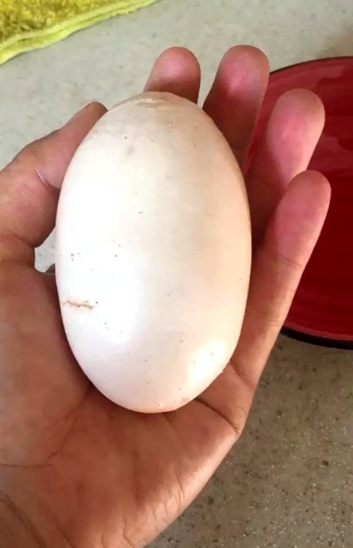 Adıyaman’da, yumurtanın içinden kabuklu yumurta çıktı