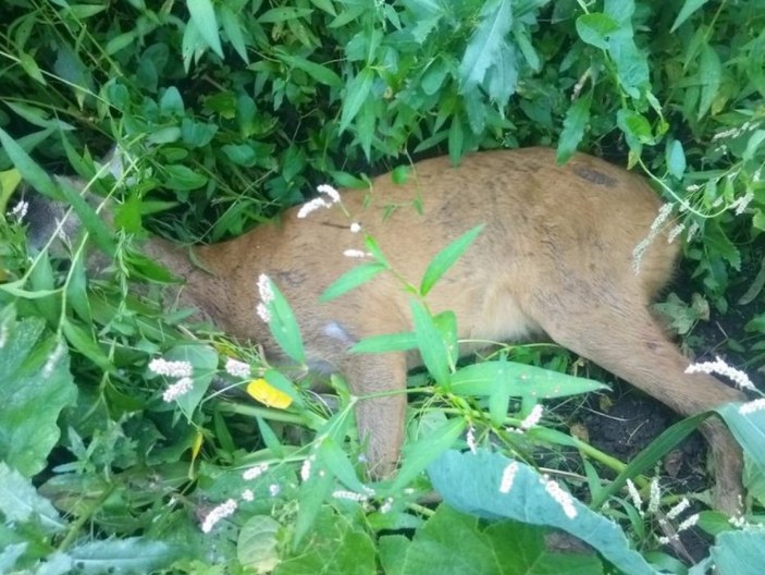 Zonguldak'ta bir kişi, yavru karacayı köpeklerin saldırısından kurtardı