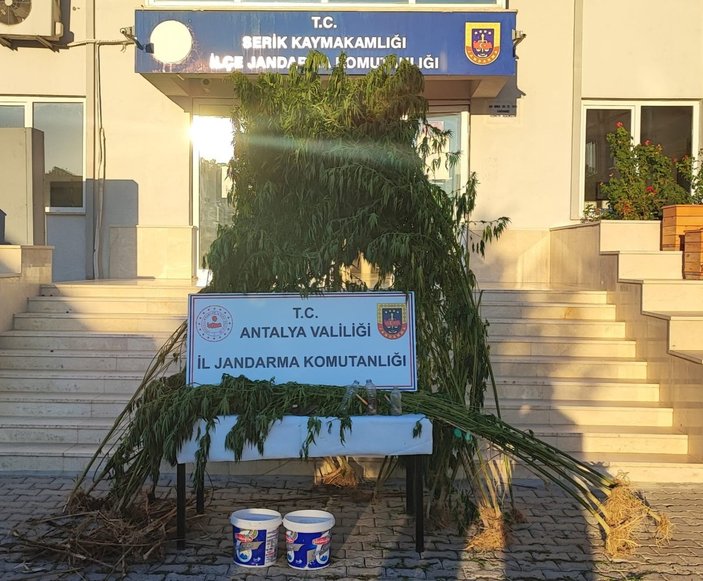 Antalya'da kamu arazisine ekili Hint keneviri ele geçirildi