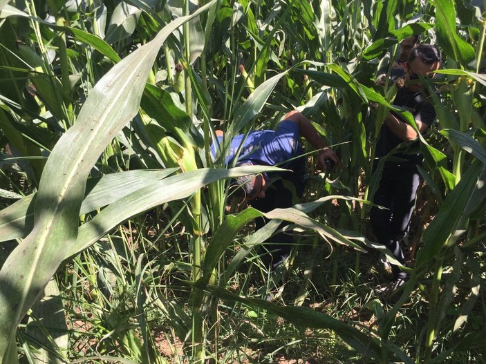 Adana'da sağlık raporuna götürülen hırsızlık zanlısı mısır tarlasına kaçtı