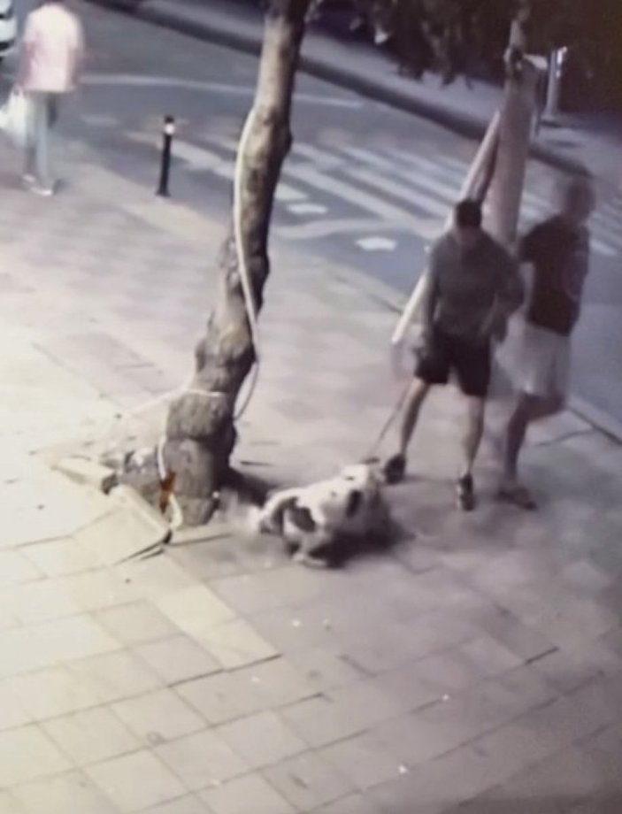 Zeytinburnu’nda sahipli pitbull, uyuyan kediyi parçaladı