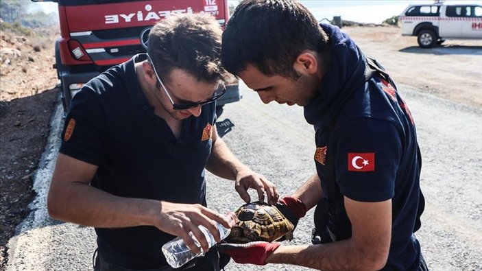 Mersin'de yangın bölgesindeki kaplumbağaya yardım eli