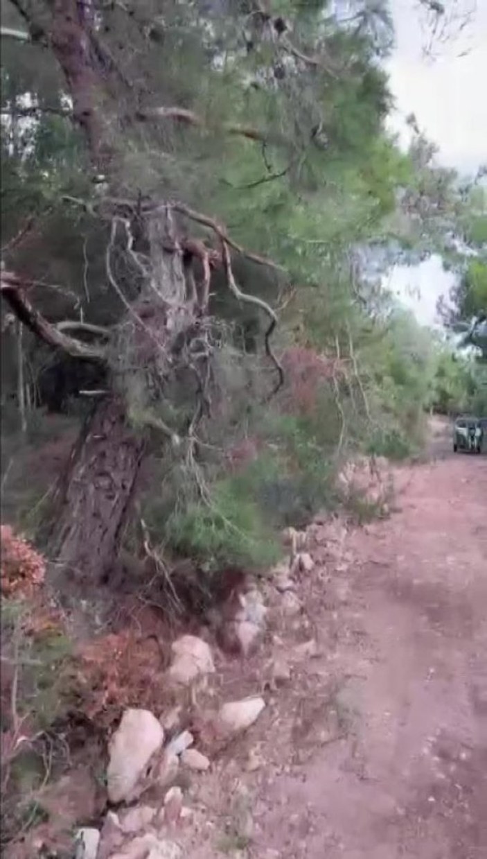 Heybeliada'da korkunç görüntü: Orman moloz çöplüğüne döndü