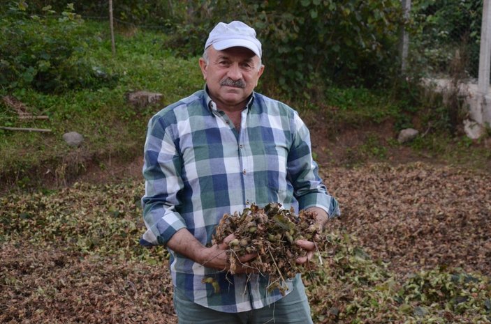 Ordu'da annesinin çalınan altın dişlerini getirene 2 ton fındık verecek