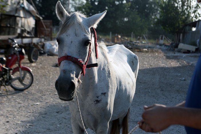 Adana’da atı yumruklayan seyyar satıcı yakalandı