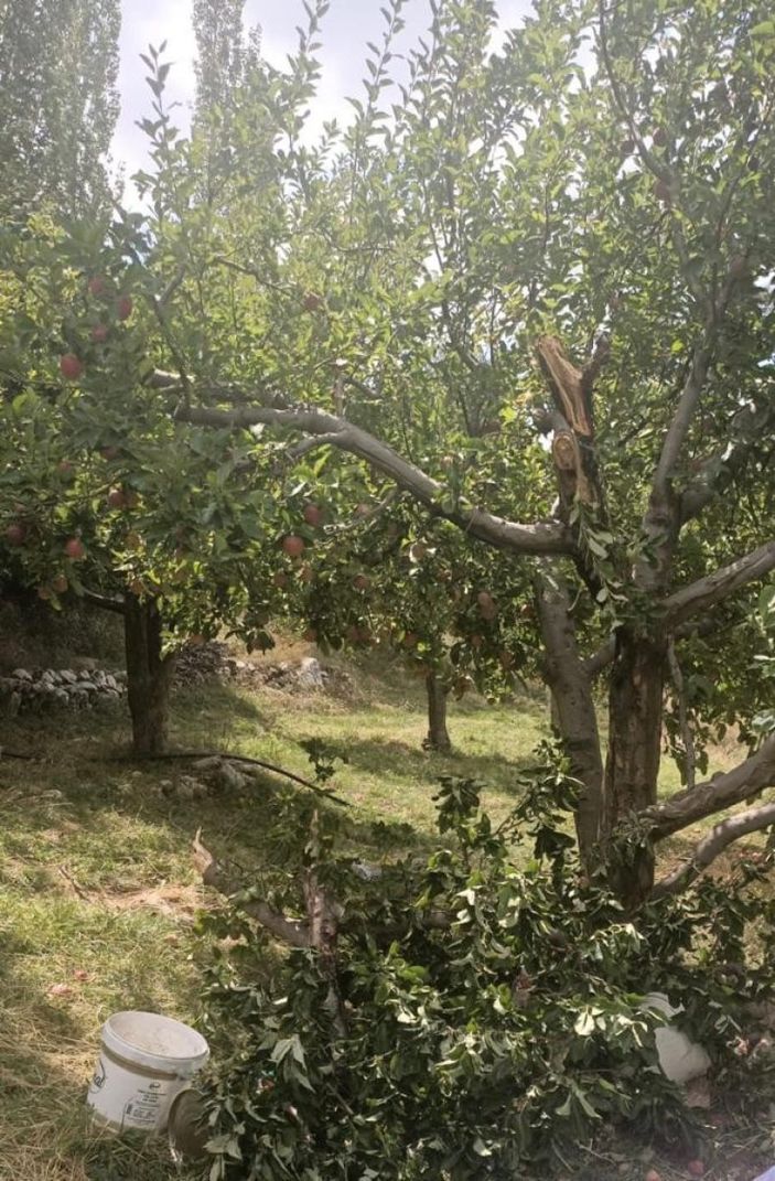 Muğla'da meyve toplarken ağaçtan düşerek öldü