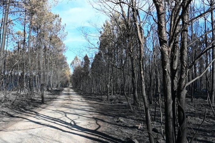 Fransa'da 3 bin 600 hektar ormanlık alan yandı