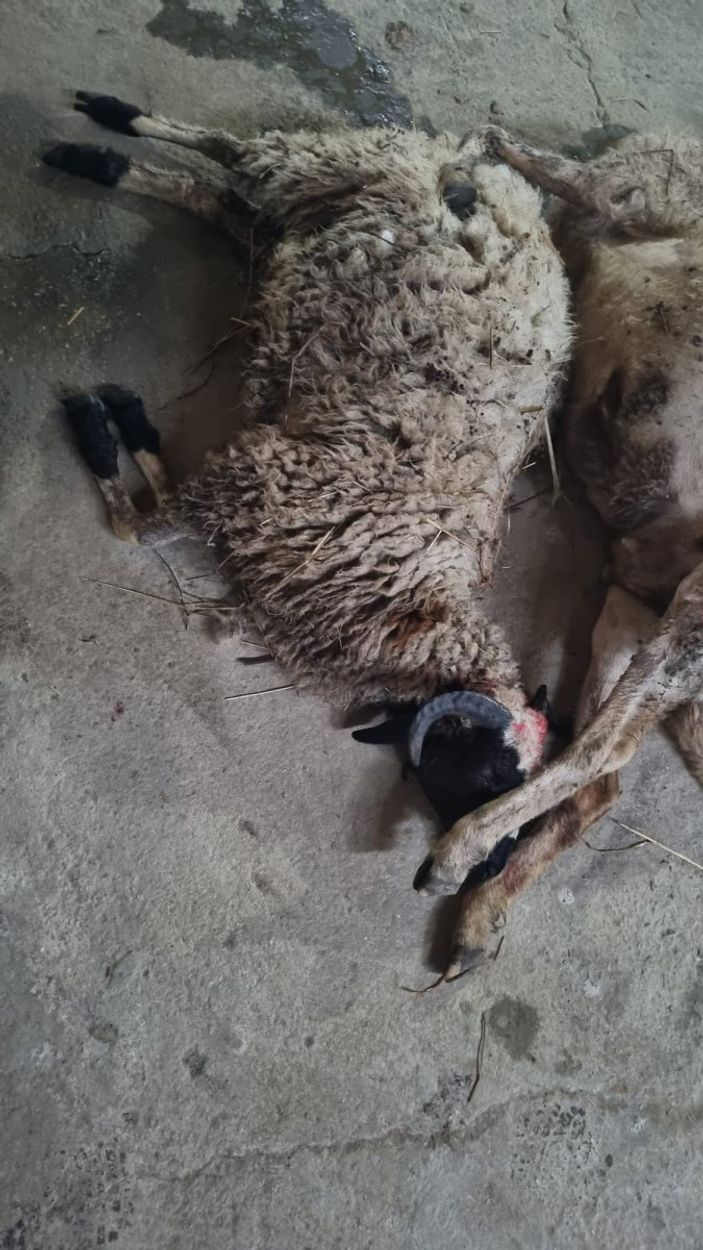 i Sinop'ta başıboş köpek saldırısı: 4 koyunu parçaladılar