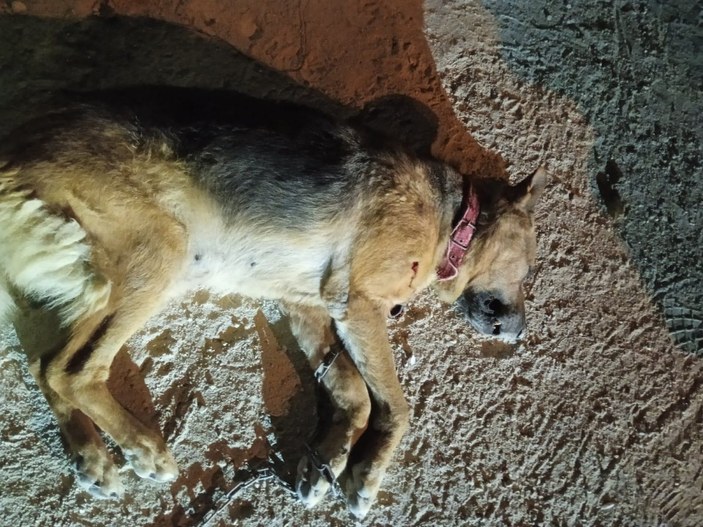Antalya'da husumetlisiyle aynı ismi taşıyan köpeği öldürdü