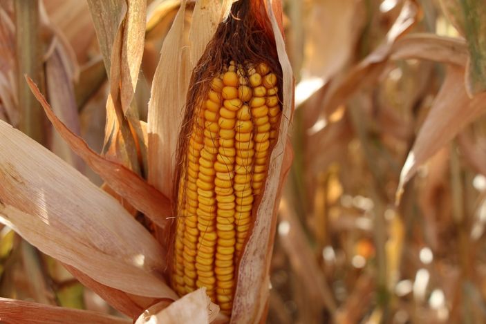 i Batman'da, anız yakanlar 5 yıl tarımsal destek alamayacak