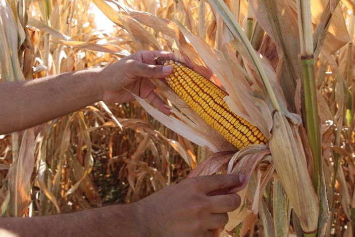 i Batman'da, anız yakanlar 5 yıl tarımsal destek alamayacak