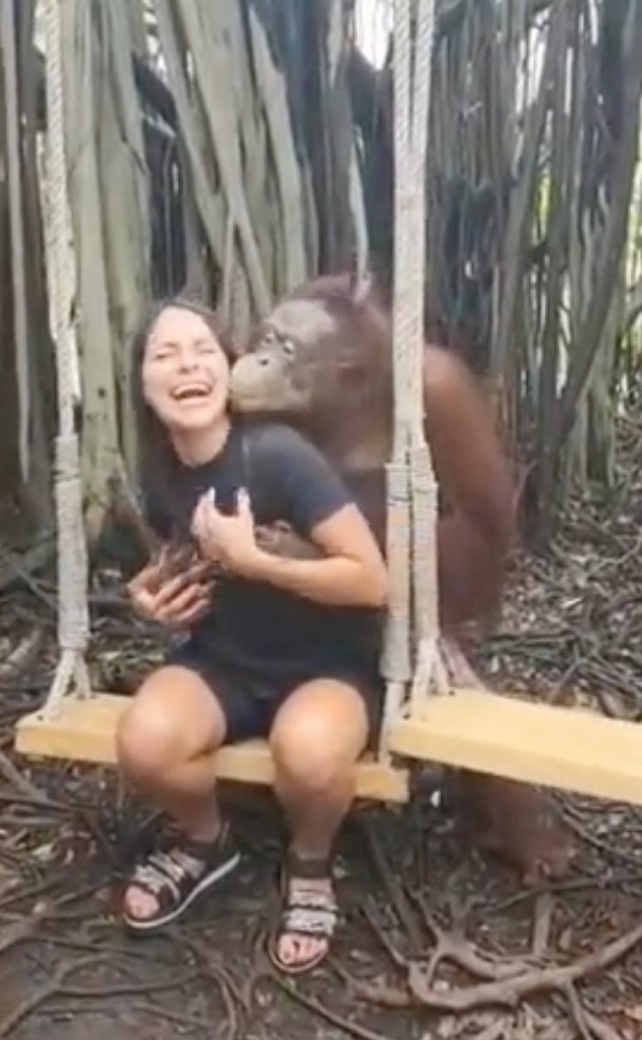 Hayvanat bahçesindeki orangutan, kadın turisti öpücüğe boğdu