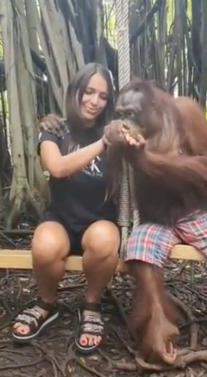 Hayvanat bahçesindeki orangutan, kadın turisti öpücüğe boğdu