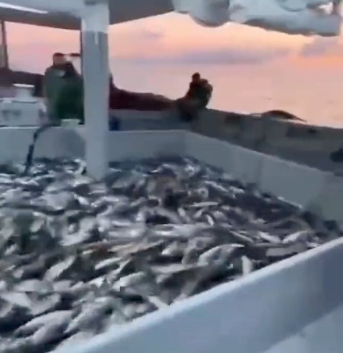 Karadeniz'de balık bereketi: Tonlarca palamut tuttular