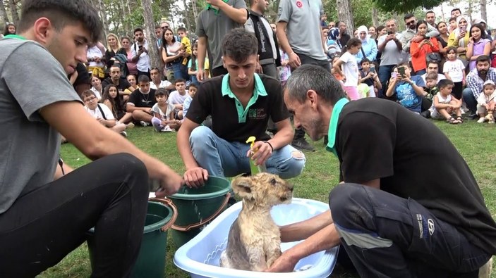 İstanbul'da yavru aslan Alex'in banyo yaptırıldığı anlar ilgiyle izlendi