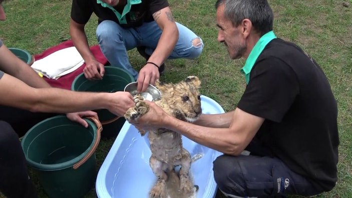 İstanbul'da yavru aslan Alex'in banyo yaptırıldığı anlar ilgiyle izlendi