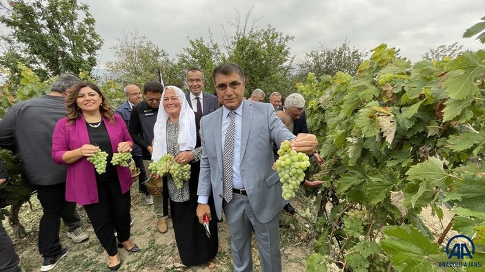 Safranbolu'da tescilli çavuş üzümü hasadına başlandı