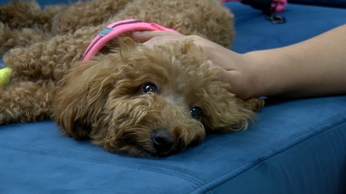 Bakırköy'de, pet kuaföründeki çalışan köpeğe şiddet uyguladı