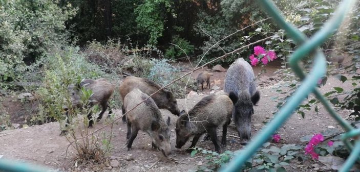 Muğla'da orman yangınından kaçan domuz sürüsü otelde karnını doyurdu