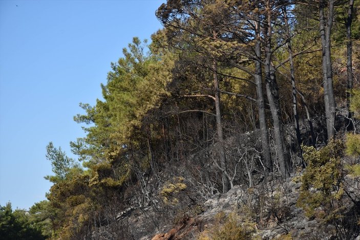 Marmaris'teki yangında 500 hektarlık alan zarar gördü