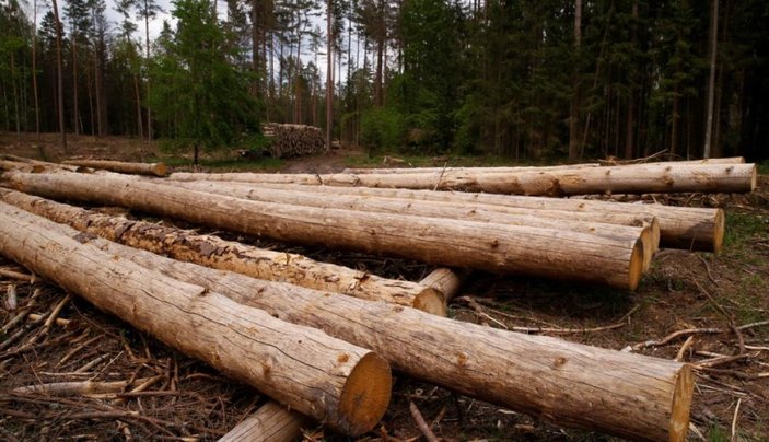 Fransa'da odun satan şirketlerin hisselerinde yüzde 700 artış