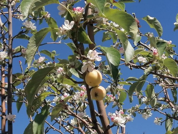 Erzincan'da sonbaharda kar yağarken çiçek açan elma ağacı şaşırttı