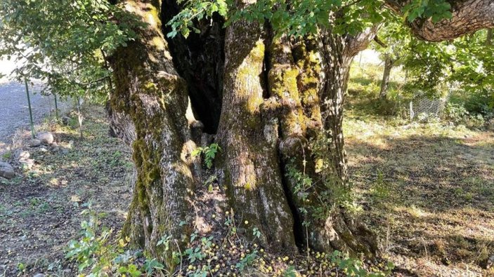 Artvin'de 1100 yıllık armut ağacında meyve hasadı